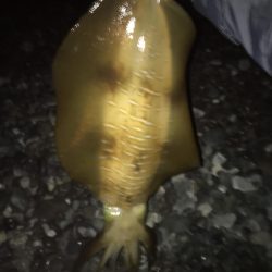 アオリイカ2キロオーバー連発！