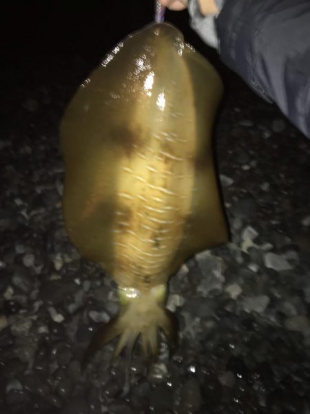 アオリイカ2キロオーバー連発！