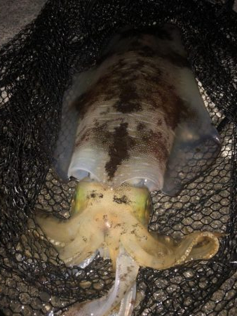 アオリイカ連発