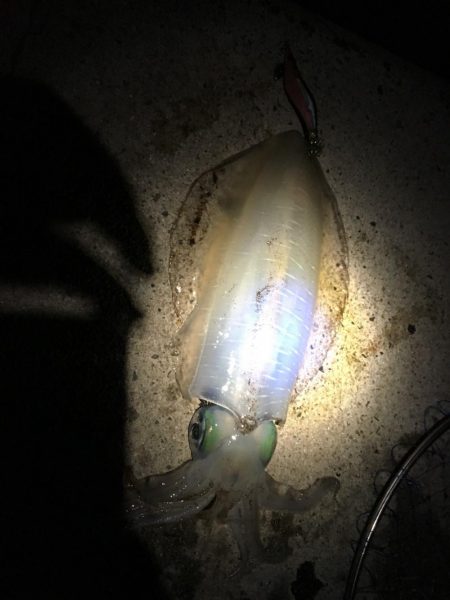 人生初アオリ！！