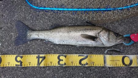 不安定な天気の合間のシーバス調査