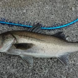 朝練夜明けシーバス調査