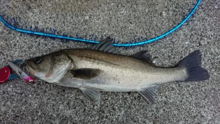 朝練夜明けシーバス調査