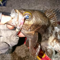 久しぶりに良型が♪