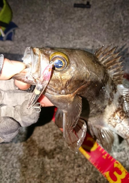 久しぶりに良型が♪