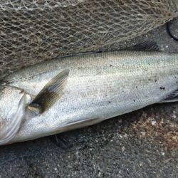 朝練バスフィッシング夕練シーバスフィッシング