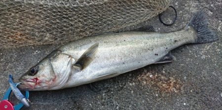 朝練バスフィッシング夕練シーバスフィッシング