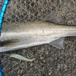 暖かい春の夕練！