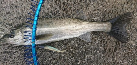 暖かい春の夕練！