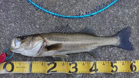 朝練バスフィッシング、夕練本気のシーバスフ…