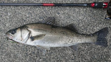 最後はエリテンでサバもきた!