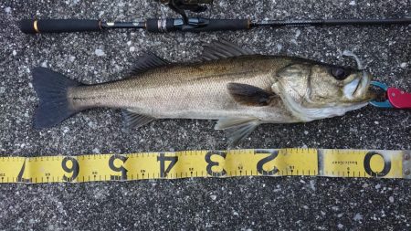 GW朝練シーバス調査