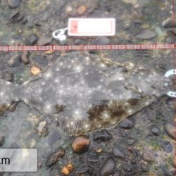 ホームで久しぶりの釣果