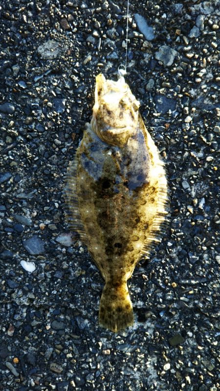 小さいフラット