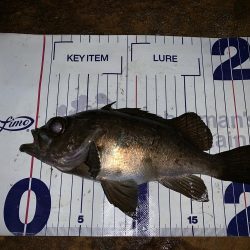 メバルプラッギング初の聖地へ！