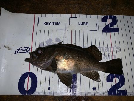 メバルプラッギング初の聖地へ！