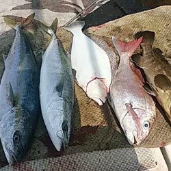 大物釣果速報！●光義丸：平戸市早福港