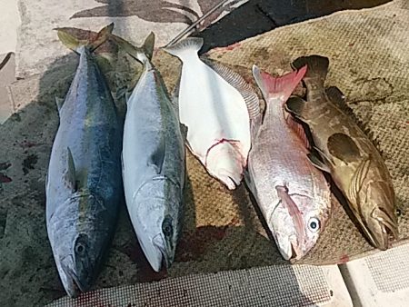 大物釣果速報！●光義丸：平戸市早福港