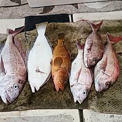 大物釣果速報！●光義丸：平戸市早福港