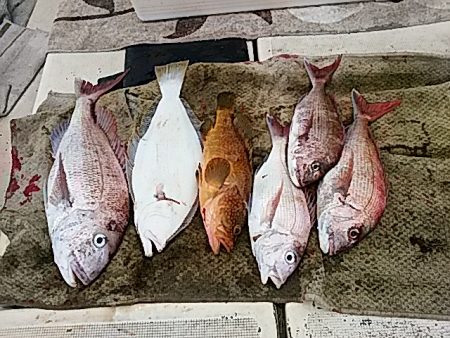 大物釣果速報！●光義丸：平戸市早福港