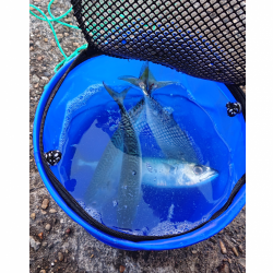 2週間ぶりの鯖！