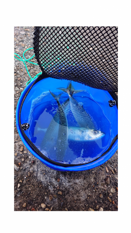 2週間ぶりの鯖！