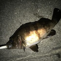 帰省してメバリング