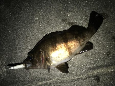 帰省してメバリング