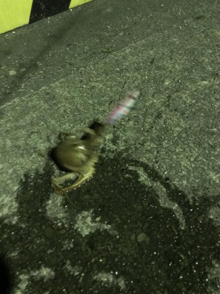 春イカ、、、のはずが寒波で激シブのエギング