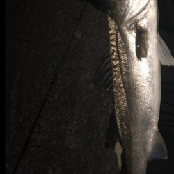 ナイトゲーム 79cm