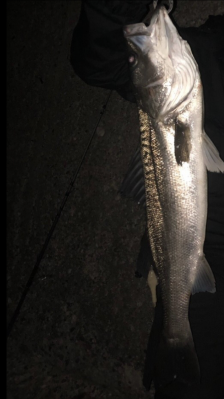 ナイトゲーム 79cm