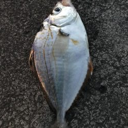 ちょっとだけヒイラギ