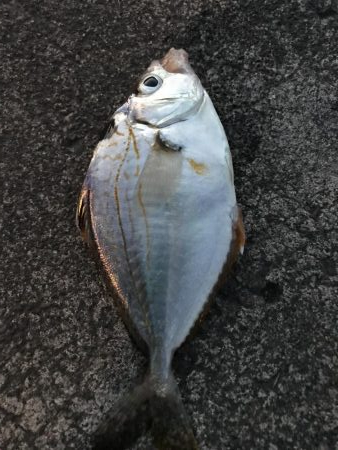 ちょっとだけヒイラギ