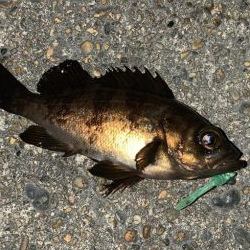 爆風メバリング