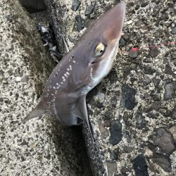 三角テトラ遠投でカレイ