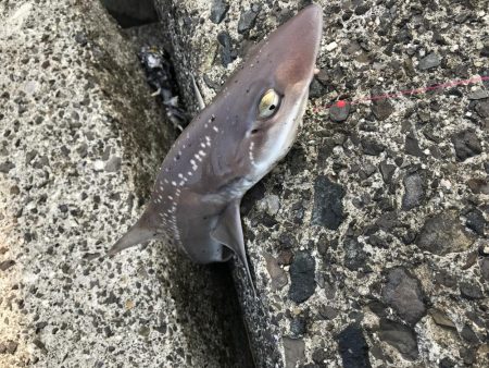 三角テトラ遠投でカレイ