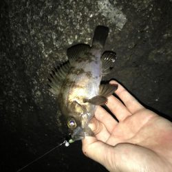 おチビちゃん連発