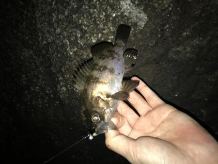 おチビちゃん連発