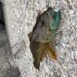 平成最後の釣りかな