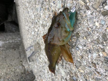 平成最後の釣りかな