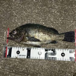 今期も4匹目の尺メバル