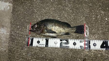 今期も4匹目の尺メバル