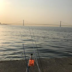 ガシラいいサイズ