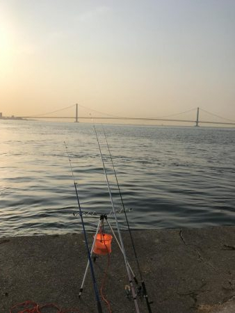 ガシラいいサイズ