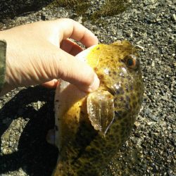 小さいフラット