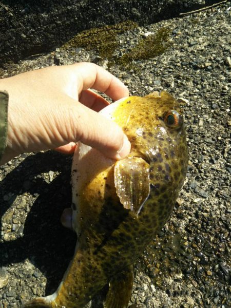 小さいフラット