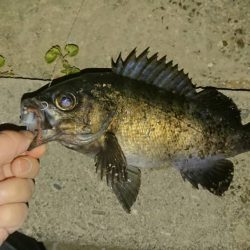 今日も尺メバル