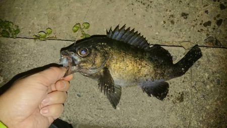 今日も尺メバル