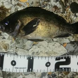 いつのと違うパターンで挑戦