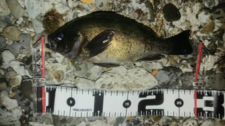 いつのと違うパターンで挑戦